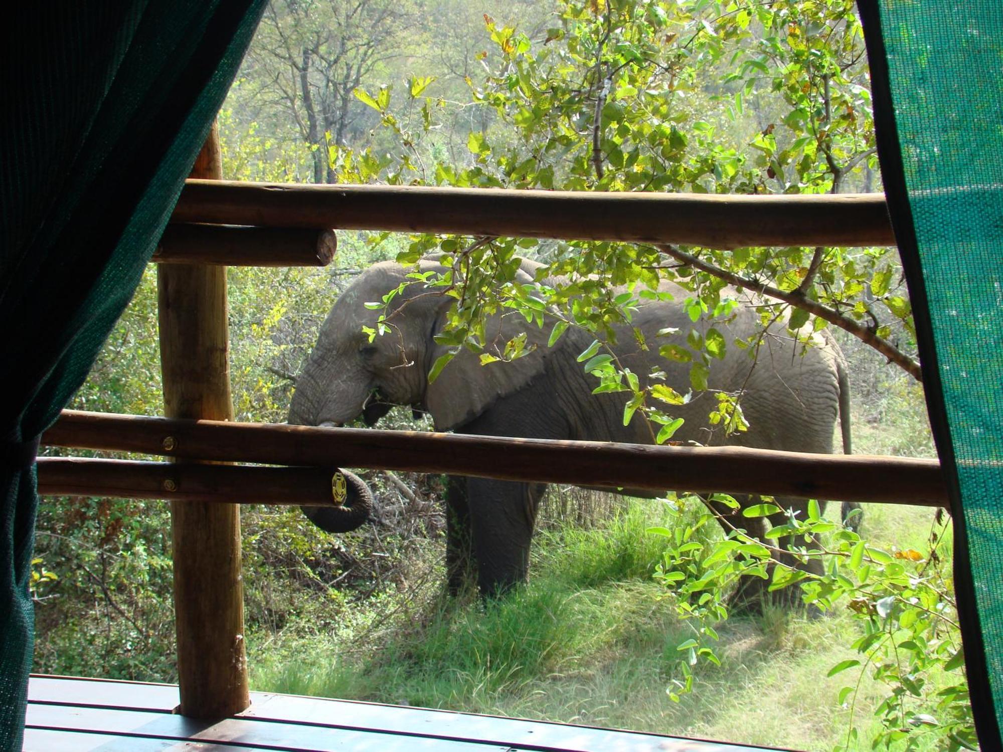 Muweti Bush Lodge Grietjie Game Reserve Pokoj fotografie