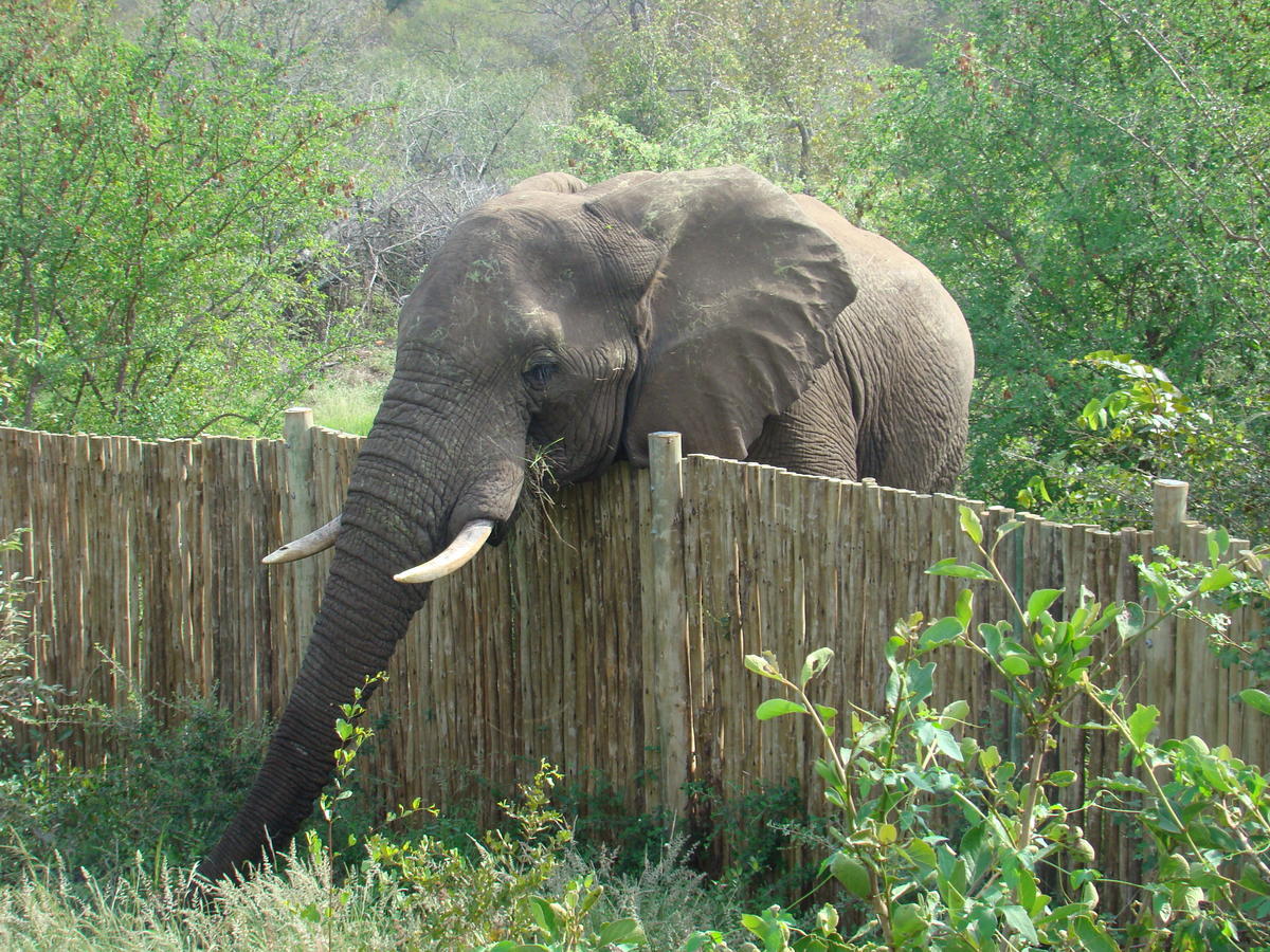 Muweti Bush Lodge Grietjie Game Reserve Exteriér fotografie