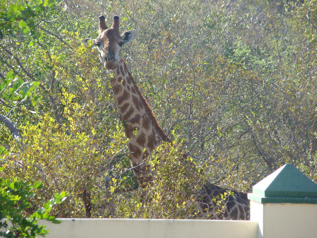 Muweti Bush Lodge Grietjie Game Reserve Exteriér fotografie